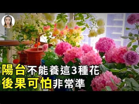 陽台種茉莉花風水|陽台植物風水指南：打造美觀旺運的陽台 